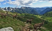 88 Bella vista sulla Val Carisole ed oltre sull'alta Val Brembana e le sue cime